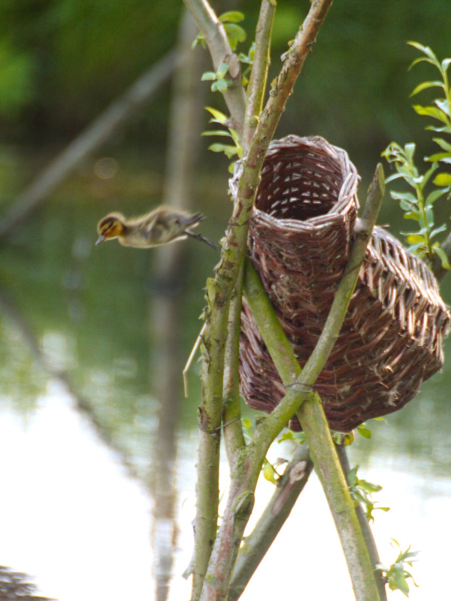 Eendenkorf, foto: Arie van de Graaf
