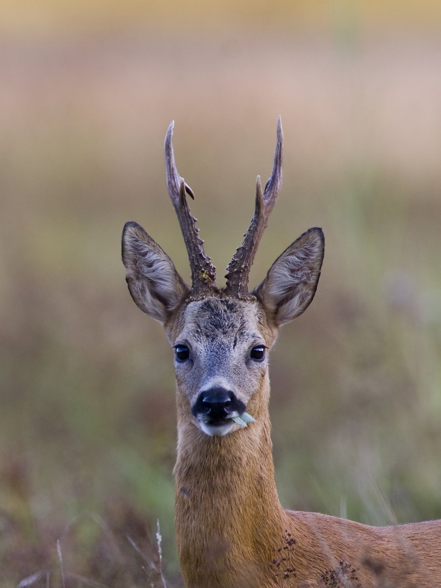 Eendenkorf, foto: Arie van de Graaf